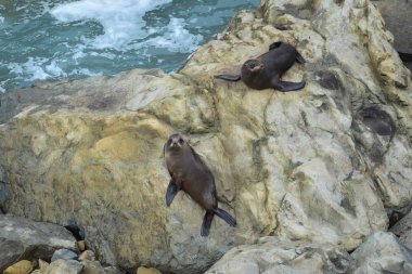 Ohau Point kayalıklarında iki yeni Zelanda kürkü fok balığı. Kaikoura, Yeni Zelanda, Güney Adası.