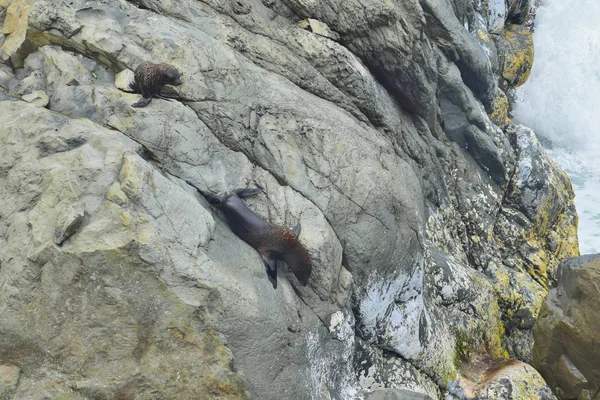 Новый зеландский щенок-тюлень карабкается вниз по скалам Охау Пойнт. Кайкоура, Новая Зеландия, Южный остров . — стоковое фото