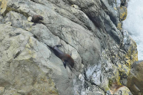 Un nou cățeluș de blană zeelandeză care urcă pe stâncile din Ohau Point. Kaikoura, Noua Zeelandă, Insula de Sud . — Fotografie, imagine de stoc