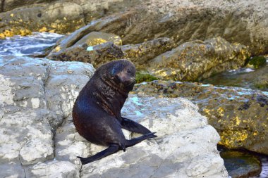 Point Kean, Kaikoura, Yeni Zelanda, Güney Adası 'nın kayalıklarında yeni bir Zelanda kürk foku..
