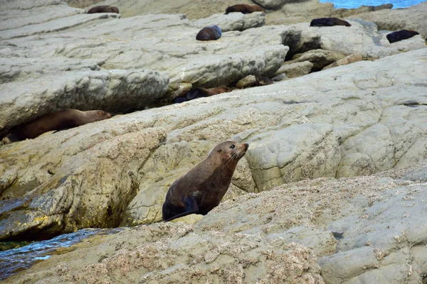 Una nueva foca de piel de zelanda en las rocas de Point Kean, Kaikoura, Nueva Zelanda, Isla del Sur . —  Fotos de Stock
