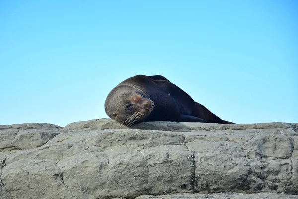 A new zealand fur seal resting on the rocks of Kaikoura, New Zealand, South Island. — Stock Photo, Image