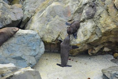 İki yeni Zelandalı fok yavrusu Ohau Point kayalıklarında temas kuruyor. Kaikoura, Yeni Zelanda, Güney Adası.