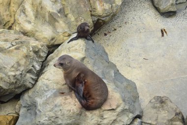 Yeni Zelanda kürklü fok yavrusu ve annesi Ohau Point 'in kayalıklarında. Kaikoura, Yeni Zelanda, Güney Adası.