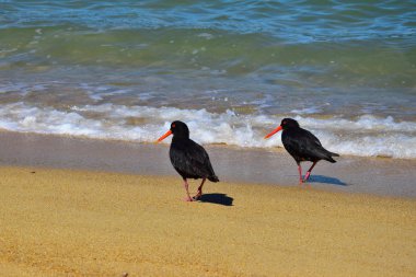 Abel Tasman Ulusal Parkı, Yeni Zelanda 'da okyanusta iki değişken istiridye avcısı..