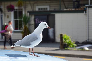 A red-billed gull (Larus novaehollandiae) on a the roof of a parked car. Takaka, New Zealand, South Island. stock vector