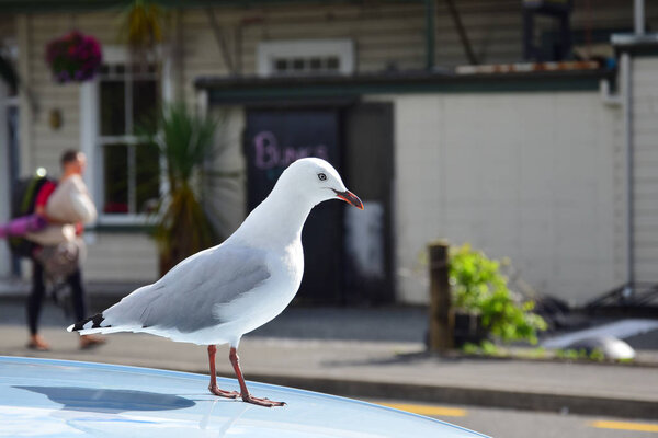 A red-billed gull on a car in Takaka, New Zealand.