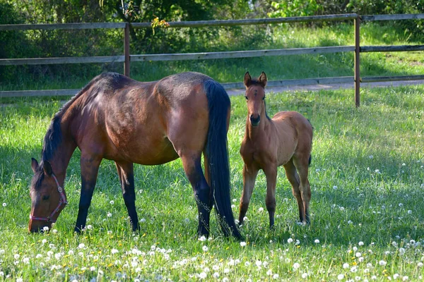 A bay mare and her filly in a green meadow. — Stock Photo, Image