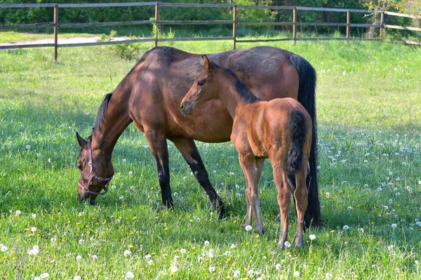 A bay mare and her filly in a green meadow. — 스톡 사진