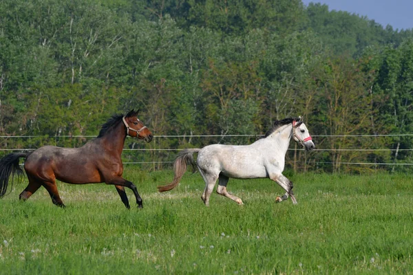 Two horses galloping in a green meadow. — 스톡 사진
