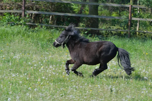 A cute Shetland pony galloping in the meadow. — 스톡 사진