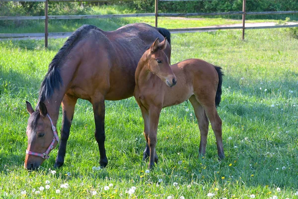 A bay mare and her filly in a green meadow. — Stock Photo, Image