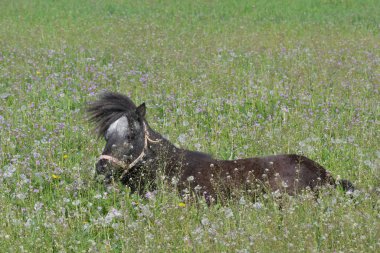 Çayırda yatan şirin bir Shetland midillisi.