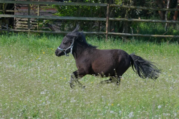 A cute Shetland pony galloping in the meadow. — 스톡 사진