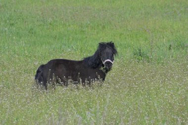 Şirin, siyah bir Shetland midillisi. Ağzı çimlerle dolu yeşil bir çayırda..