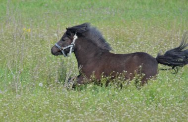 Şirin, siyah bir Shetland midillisi yeşil bir çayırda dört nala koşuyor..