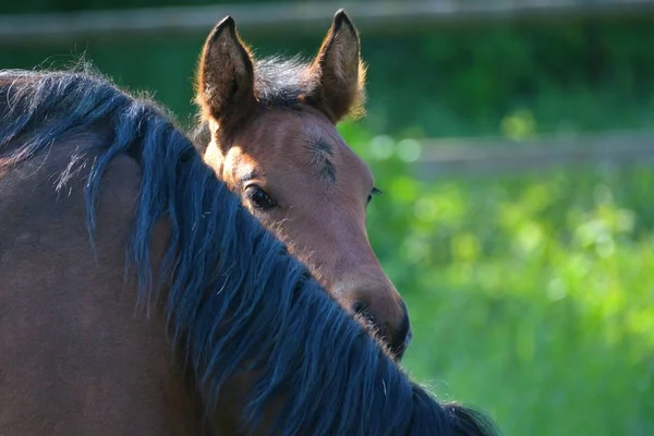 Cute Warmblood Filly Hiding Its Mother Looking Curiously Her Neck — 스톡 사진