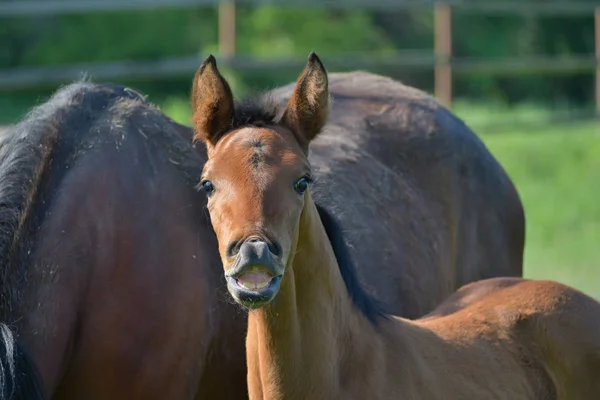 Portret Van Een Schattige Baai Warmbloedige Merrie Vleiend Krullend Zijn — Stockfoto