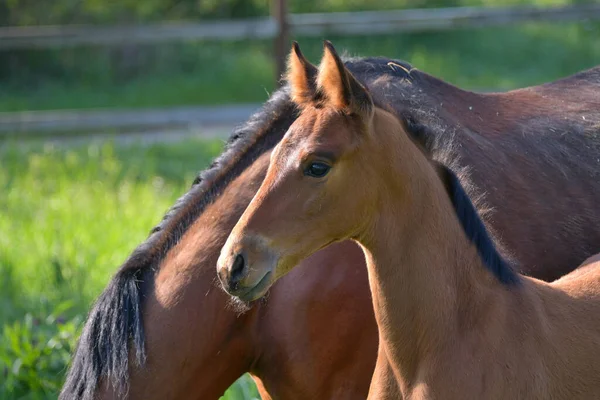 Portrait Cute Bay Warmblood Filly Standing Its Mother Green Meadow — Stock Photo, Image