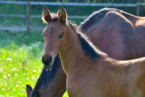 Portrait Cute Bay Warmblood Filly Standing Its Mother Green Meadow — 스톡 사진