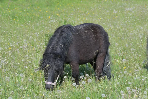 Bonito Preto Shetland Pônei Pastando Prado Florido Verde Com Muitos — Fotografia de Stock