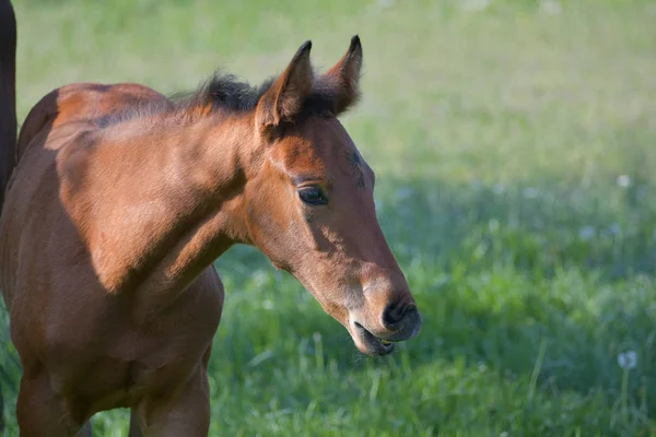 Porträtt Söt Bay Warmblood Filly Börjar Med Flehming Och Curling — Stockfoto