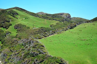 Yeşil tepeleri ve manuka ağaçları (Leptospermum scoparium) olan güzel Yeni Zelanda manzarası rüzgar tarafından çarpıtılır. Güney Adası, Cape Farewell yakınlarında..