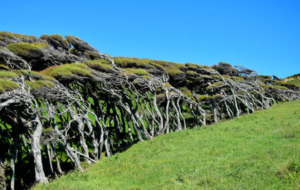 Manuka trees (Leptospermum scoparium) in New Zealand, by the wind. South Island, near Cape Farewell.