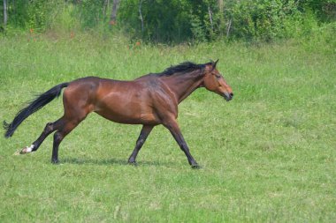 Yeşil çayırdaki bir koyun kısrağı ayak seslerini gösteriyor, sağ önde, görüntü 4-5. Sol arka bacak havaya..