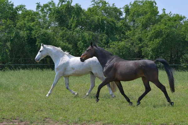 Two Beautiful Warmblood Horses Trotting Side Side Green Meadow One — Stock Photo, Image