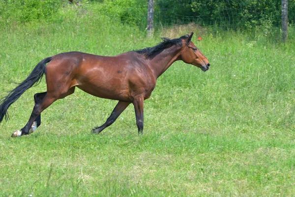 Een Merrie Een Groene Weide Die Voetstappen Toont Bij Een — Stockfoto