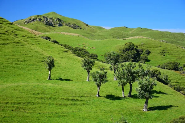 Yeşil tepeleri ve bazı lahana palmiyeleri (Cordyline australis) olan güzel Yeni Zelanda manzarası. Güney Adası, Wharariki Sahili yakınında..