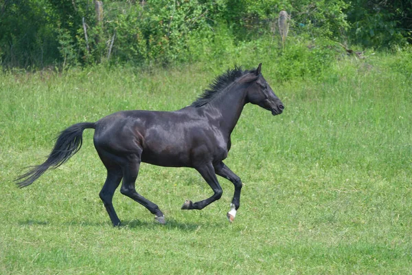 一匹美丽的黑热血母马快乐地在绿色的草地上飞驰 — 图库照片
