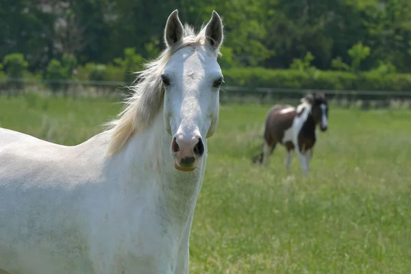 美しい灰色の暖かい馬の肖像画 背景に自然と他の馬 — ストック写真