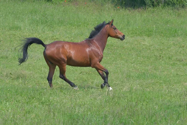 Egy Gyönyörű Öböl Melegvérű Kanca Vágtat Boldogan Egy Zöld Mezőn — Stock Fotó