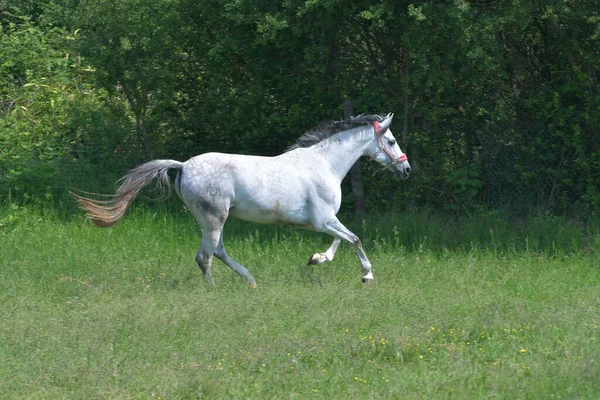 Vacker Grå Värme Sto Galopperande Lyckligt Grön Äng — Stockfoto