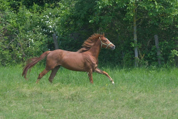 Eine Fuchsfarbene Warmblutstute Galoppiert Fröhlich Auf Einer Grünen Wiese Die — Stockfoto