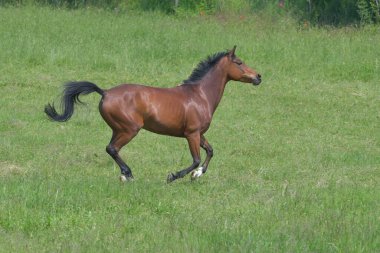 Güzel bir körfez sıcacık kısrağı yeşil bir çayırda dört nala koşuyor..
