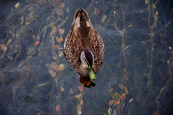 Pato Reais Fêmea Anas Platyrhynchos Nadando Lago Rotoroa Com Plantas — Fotografia de Stock