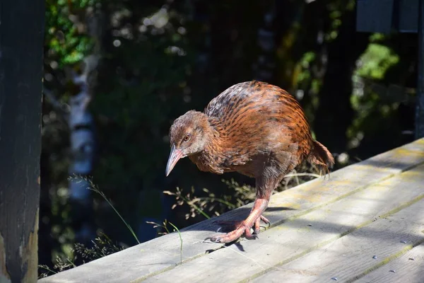 Weka Gallirallus Australis Prohlíží Chatu Mount Arthur Národním Parku Kahurangi — Stock fotografie