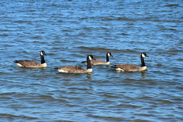 Quatro Gansos Canadá Nadando Formação Oceano — Fotografia de Stock