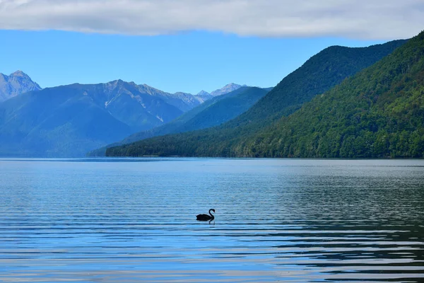 Hermoso Lago Rotoroa Con Cisne Negro Frente Montañas Fondo Parque —  Fotos de Stock