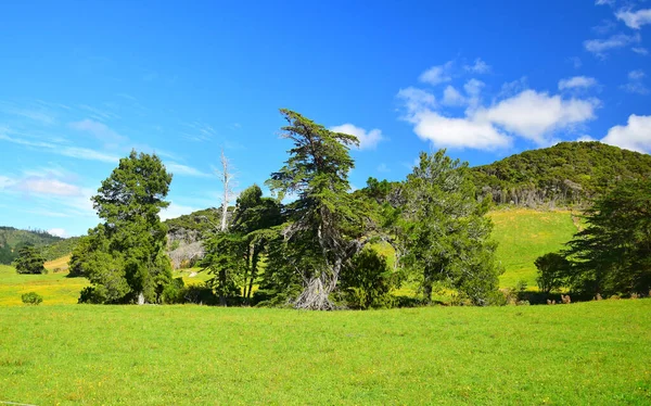 Пейзаж Новой Зеландии Южный Остров Ряд Красивых Деревьев Зеленый Луг — стоковое фото