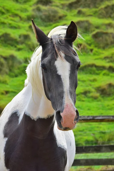 Retrato Cavalo Pinto Prado Verde Fundo Cavalo Tem Uma Pequena — Fotografia de Stock