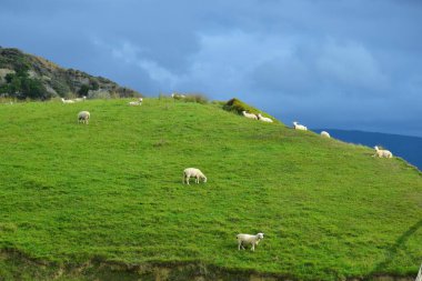 Yeni Zelanda 'da bulutlu bir gökyüzünün altındaki tepede bir koyun sürüsü.,