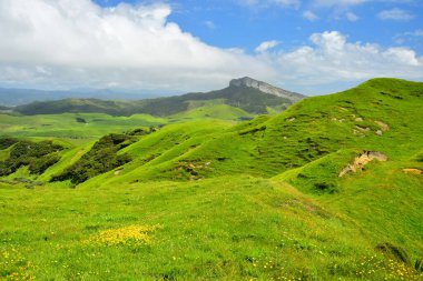 Puponga çiftlik pistinin yanındaki manzara çok güzel. Önünde sarı çiçekler var. Yeni Zelanda, Güney Adası.