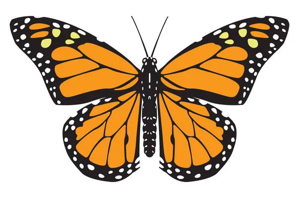 Schwarz Orange Schmetterling Flache Vektordarstellung Isoliert Auf Weißem Hintergrund — Stockvektor