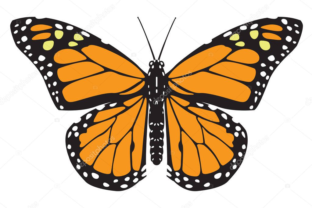 Black orange butterfly. Flat vector illustration isolated on white background.