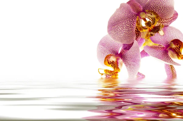 A  fresh orchids — Stock Photo, Image