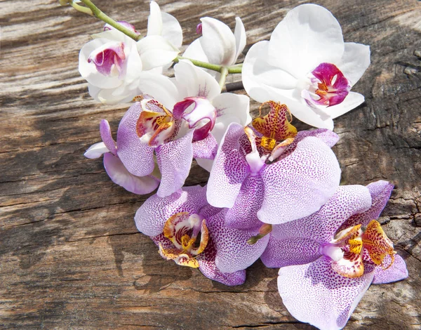 Барвисті орхідея — стокове фото
